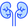 kidney